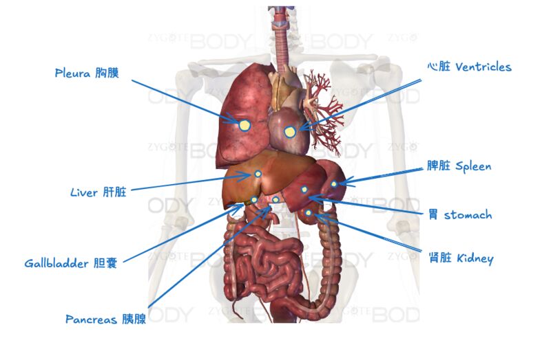 心肺呼吸人体系统.jpg